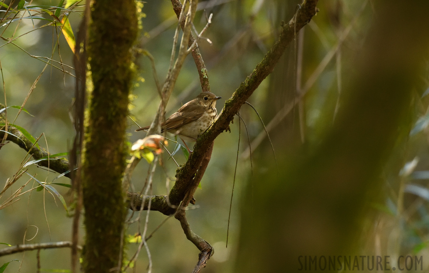 Catharus guttatus faxoni [400 mm, 1/125 Sek. bei f / 7.1, ISO 2500]